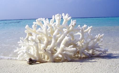 Коралловый кальций нсп